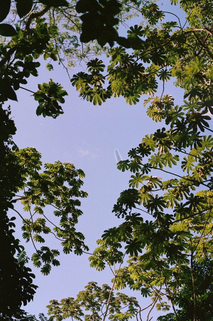 View of the trees against the blue sky in the jungle