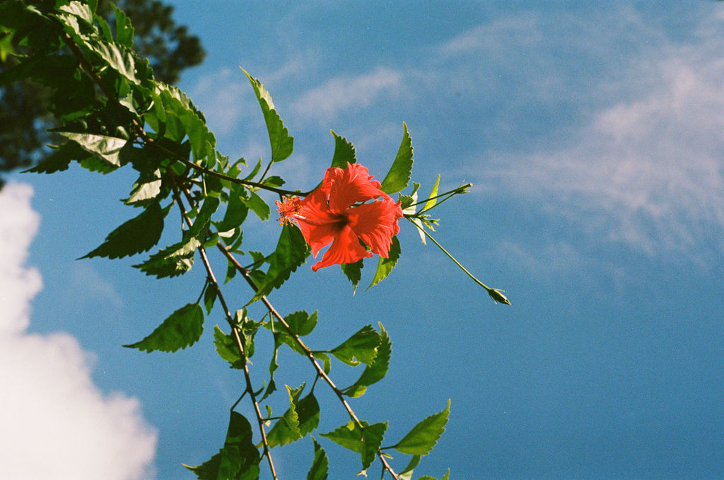 hibiscus flower against a blue sky in Costa Rica 