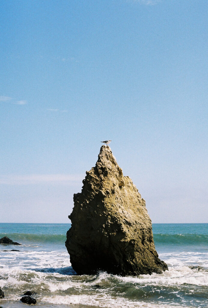 film photography of recent work trip to Santa Monica - bird on a large rock in the ocean